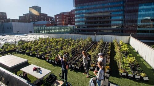 bmc-rooftop-farm