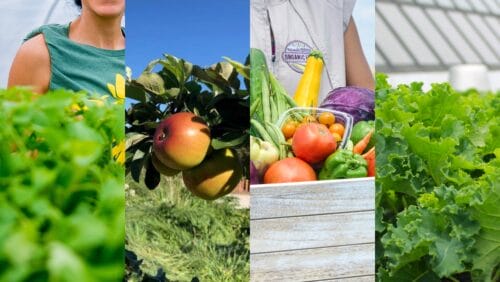 Rooftop Farm