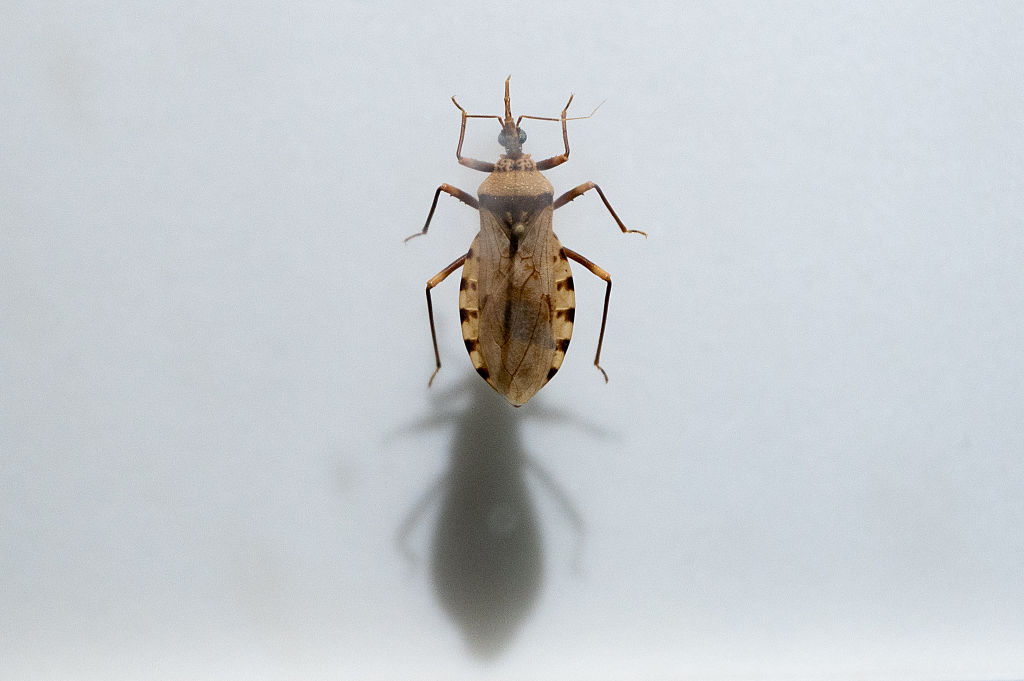 a white background with a kissing bug at the center, the bug that causes chagas disease