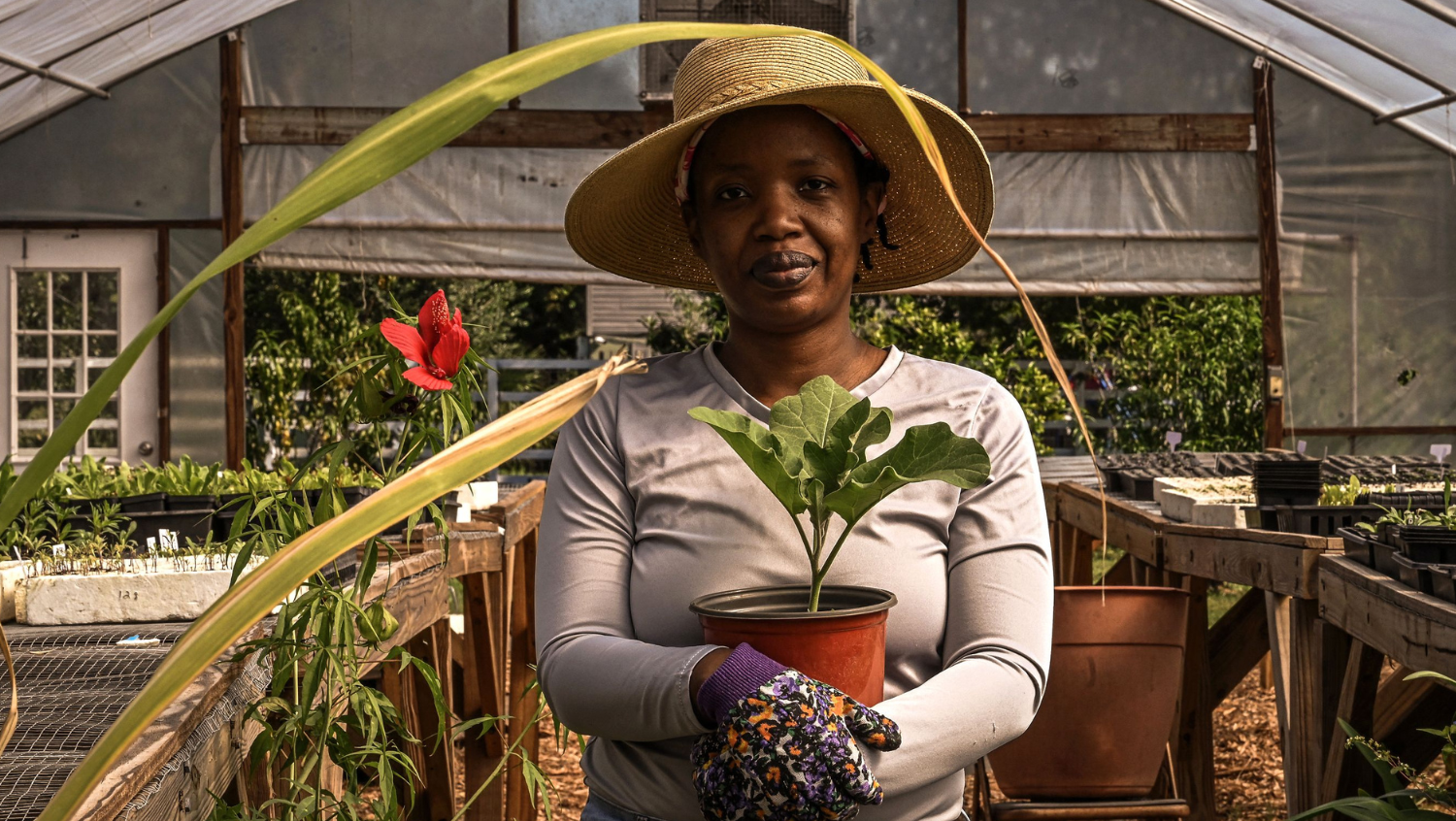 a Black woman stands in a greenhouse garden holding a plant to discuss food deserts vs food swamps