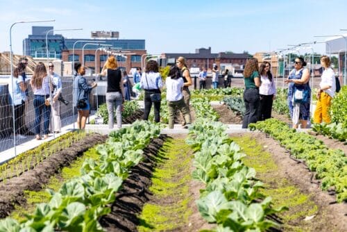 a group of women tour Newmarket Farm, on the rooftop of a BMC office building, overlooking other buildings with leafy vegetables in the foreground