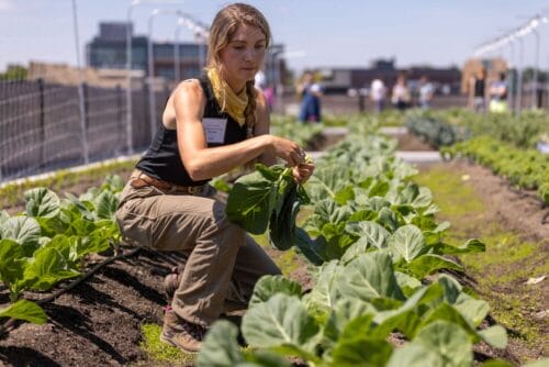 manager sarah hastings harvests vegetables from Newmarket Farm, crouched down with leafy vegetables