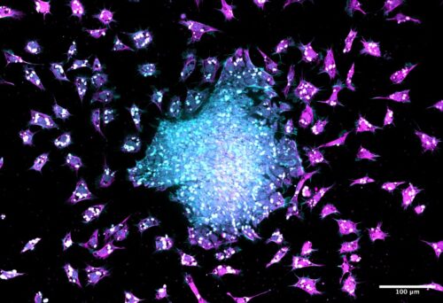 a black background science image with blue and purple cells